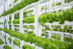 Advanced Monitoring in Hydroponics Hydroponics rack