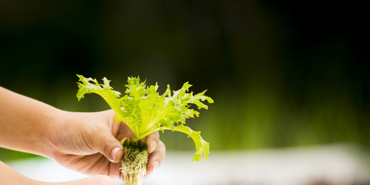 Growing plants in hydroponics Growing plants in hydroponics