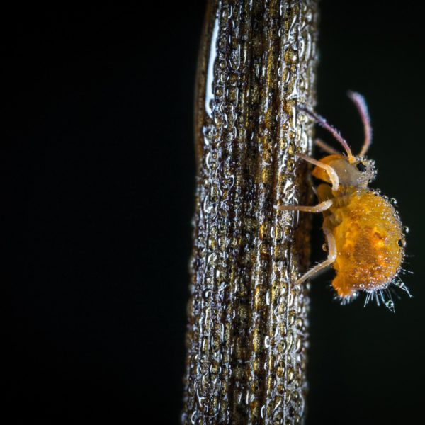 Pests in Hydroponics Pests in Hydroponics