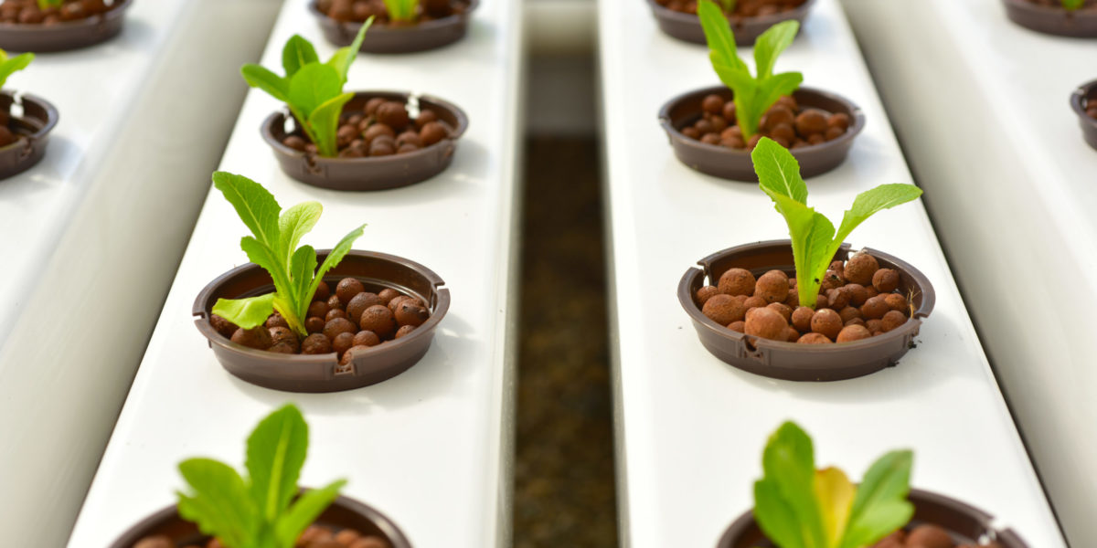 Hydroponics method of growing plants Hydroponics method of growing plants