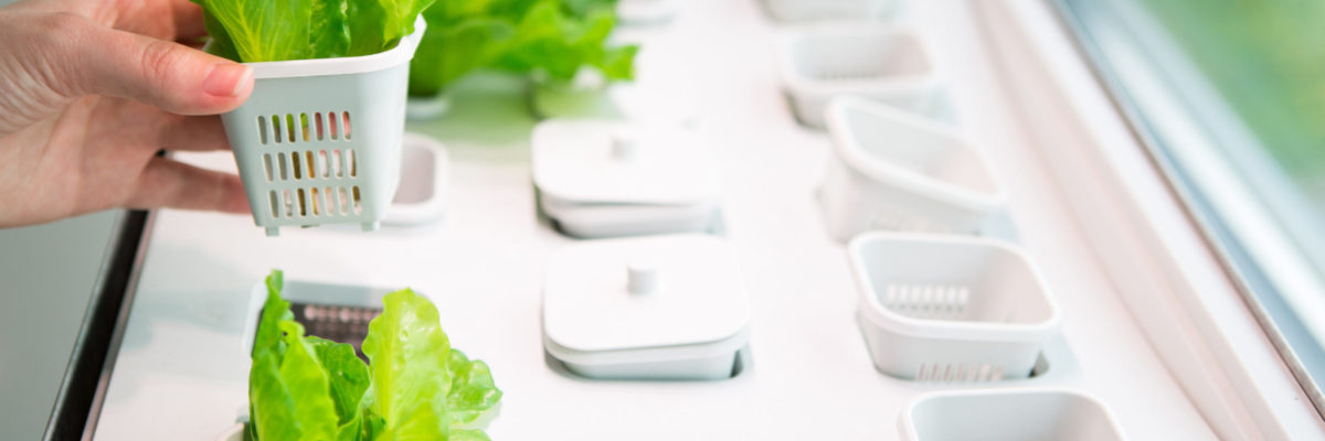 Home hydroponics Home hydroponics