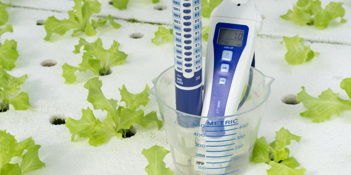 Digital pH meter tester in cup measure on hydroponics green vegetables in greenhouse on white foam. Digital pH meter tester and cup measure on white foam. vegetables salad in greenhouse hydroponics garden, Close up..