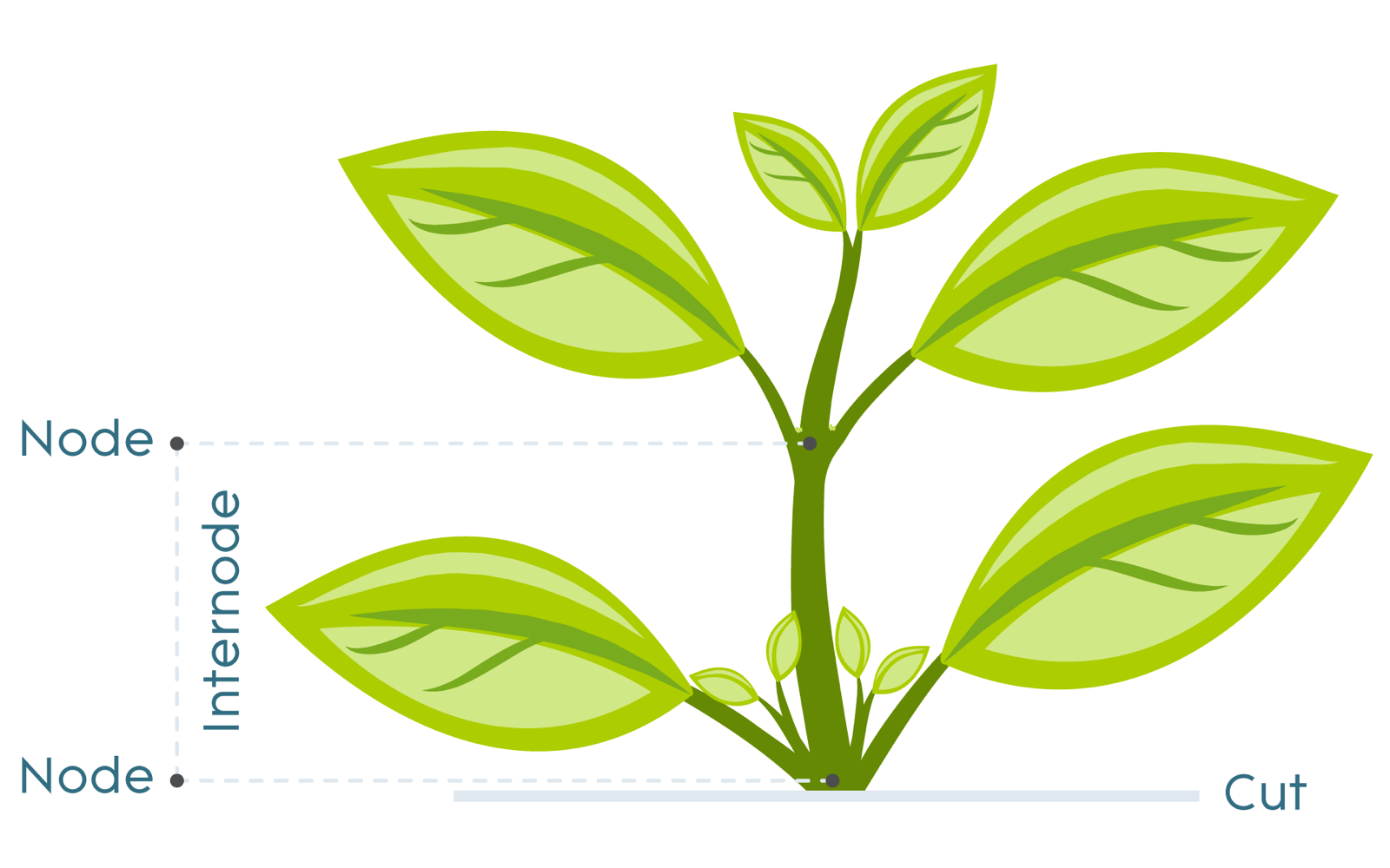 Plant Cloning Illustration Plant Cloning Illustration