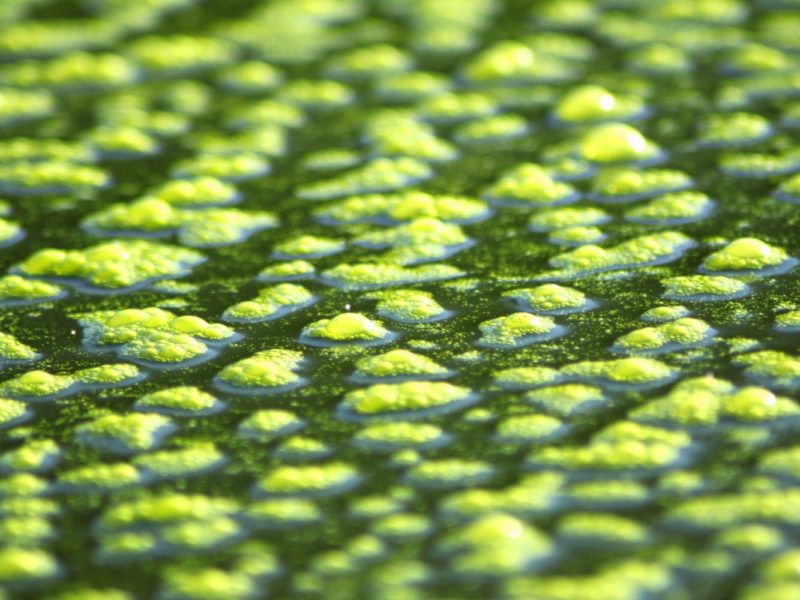 Algae