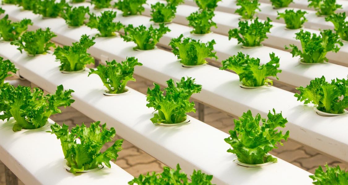 Growing plants in hydroponics