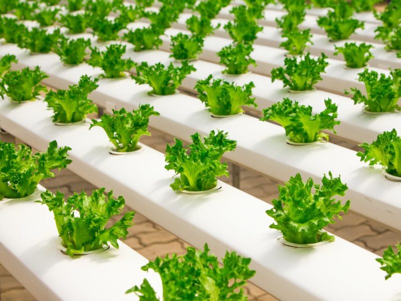 Basic Equipment for Hydroponic Systems