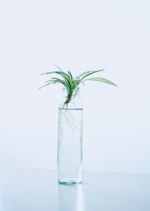 Hydroponics grows plants without soil