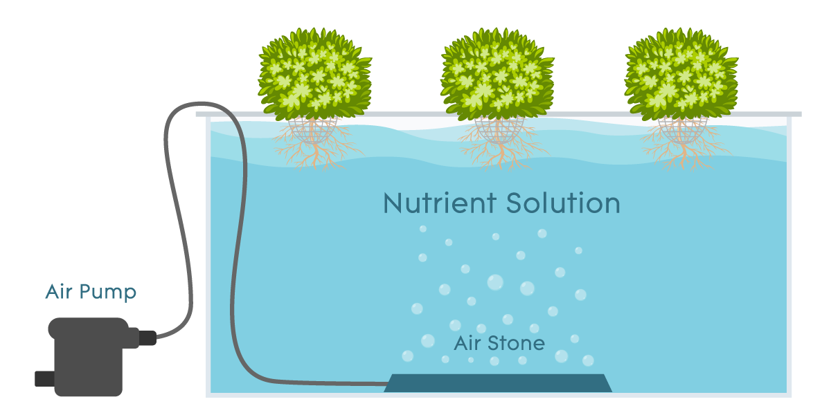 Deep Water Culture systems Deep Water Culture systems