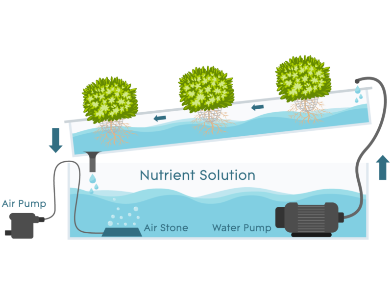 Nutrient Film Technique