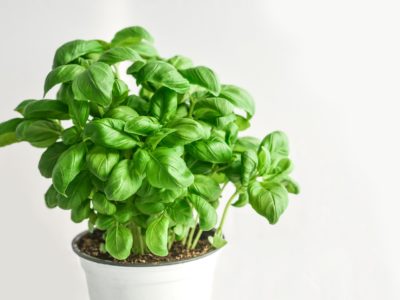 Growing basil in hydroponics Growing basil in hydroponics