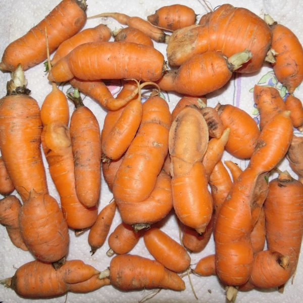 Carrots Carrots