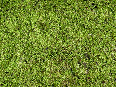 Duckweed additional plant for aquaponics Duckweed additional plant for aquaponics