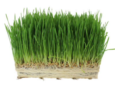 Wheatgrass in hydroponics Wheatgrass in hydroponics