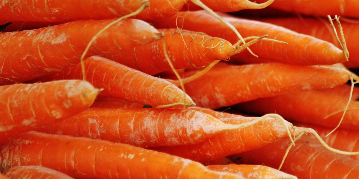 growing carrots in hydroponics growing carrots in hydroponics