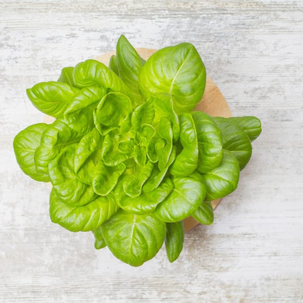 Salad in hydroponic