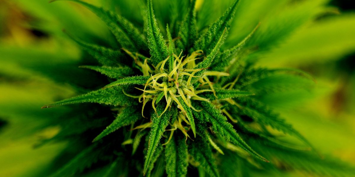 marijuana in hydroponics marijuana in hydroponics