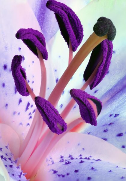 Parts on plant important for pollinating Parts on plant important for pollinating
