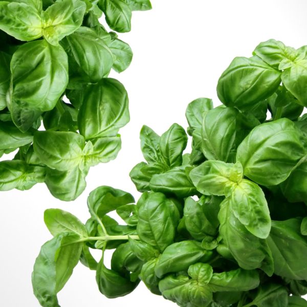 Growing basil in hydroponics Growing basil in hydroponics