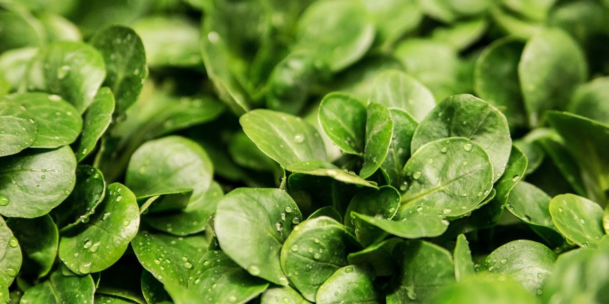 Green vegetables in hydroponic