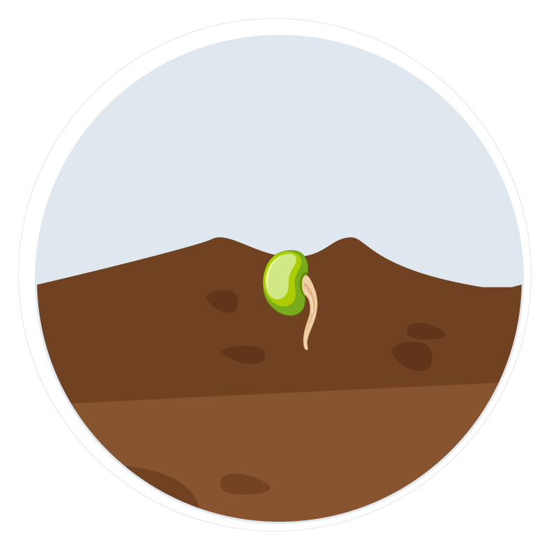 Stage 1 - Seeds Stage 1 - Seeds