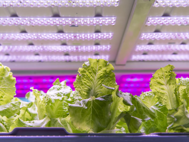 How to Measure LED Grow Lights