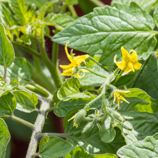 Tomato plant flowering diy nutrient solution for flowering plants (tomato shown)