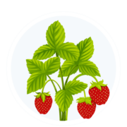 plants plants
