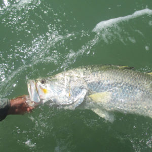 Fish for Aquaponics (Intermediate) barramundi