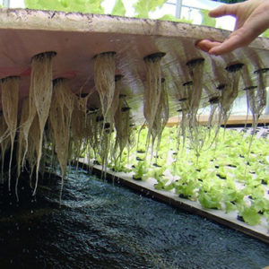 DIY Deep Water Culture System deep-water-culture