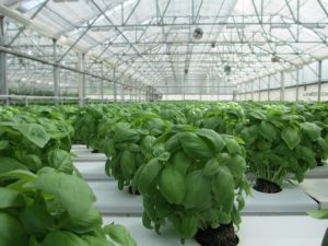 Nutrients for Hydroponics basil-2053350_640