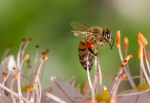 Species of Bees for Beekeeping bee-515023_640