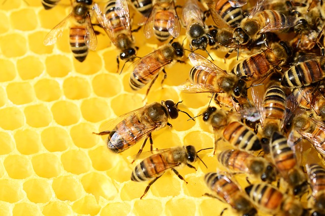 How Do Bees Make Honey?