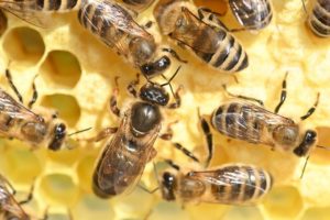 Roles of Bees in the Hive european-honey-bees-7320796_640