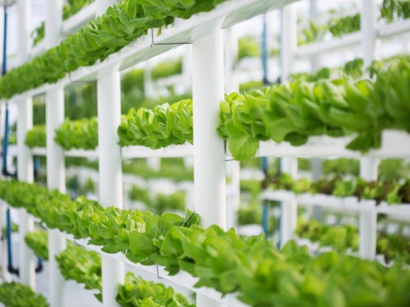 Advanced Monitoring in Hydroponics