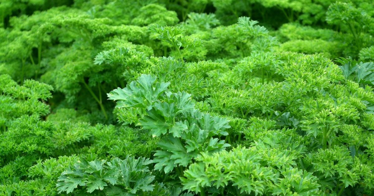 Best Plants for Hydroponics AGrowTronics IIoT For Growing