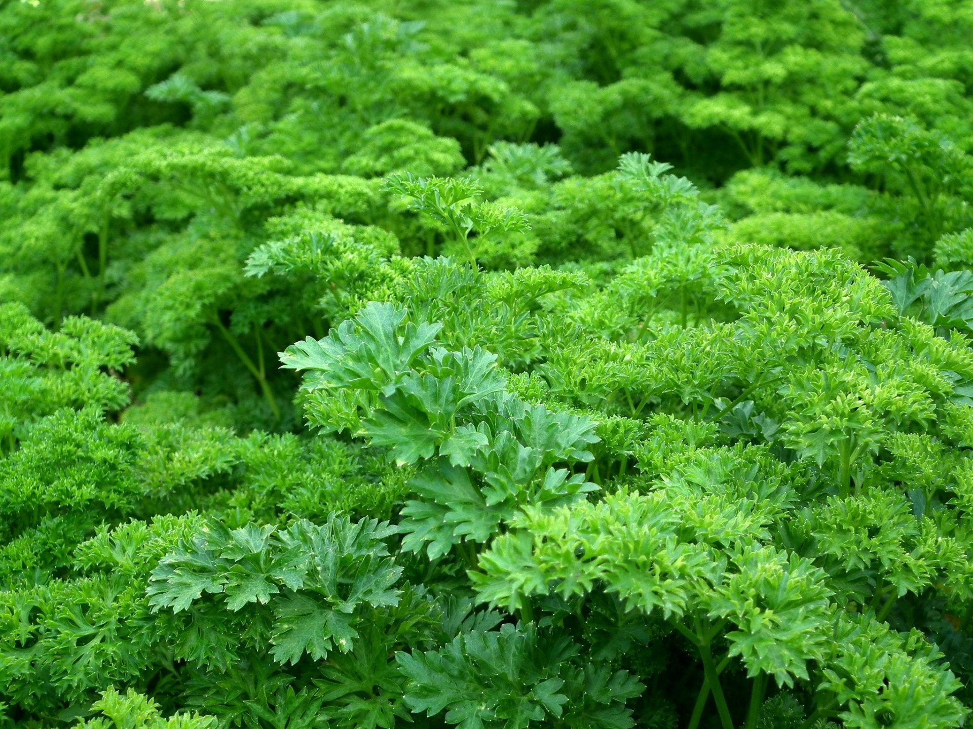 Best Plants for Hydroponics AGrowTronics IIoT For Growing