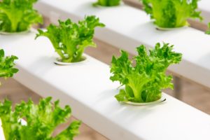 Growing plants in hydroponics