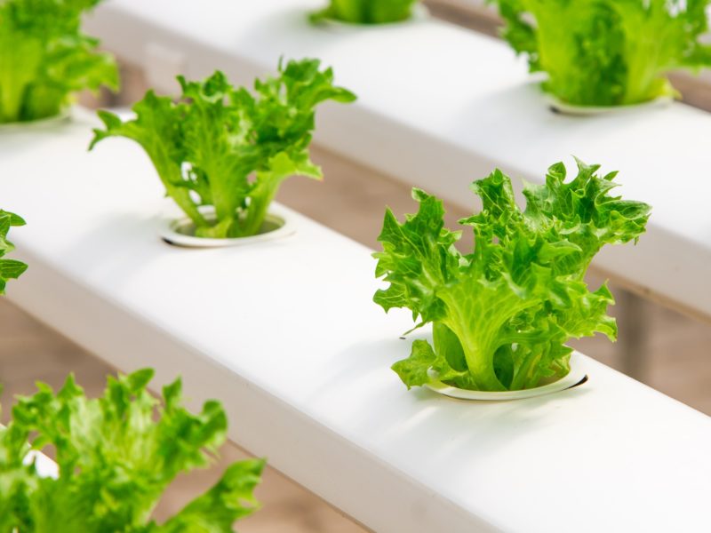 Do’s and Don’ts of Plant Cloning