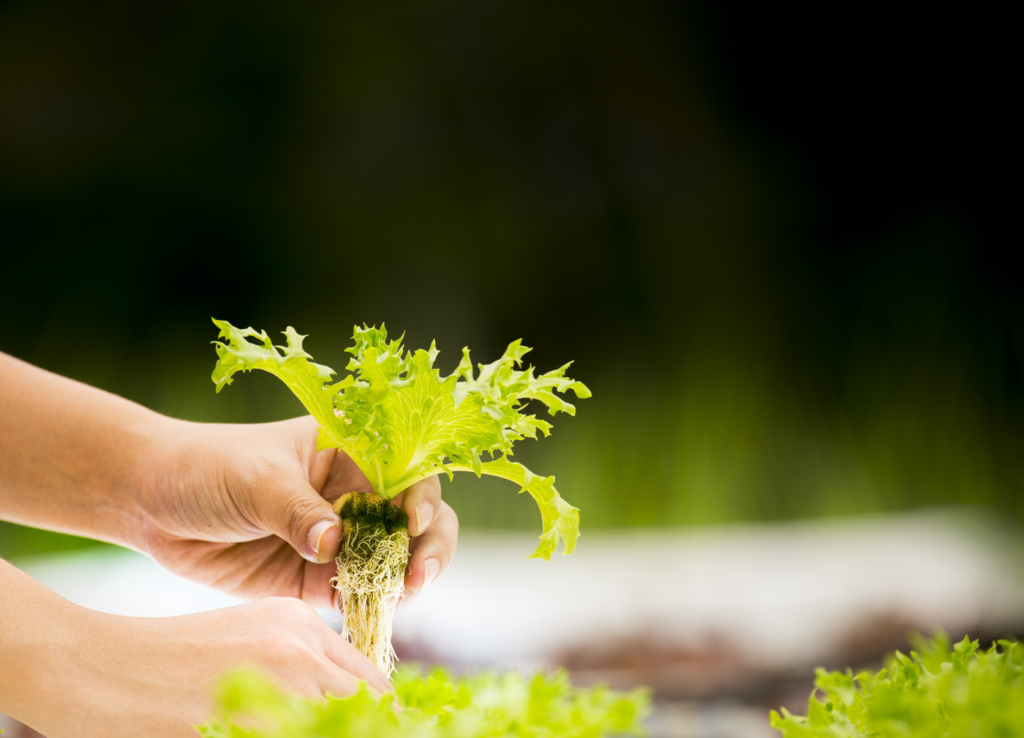 Creating a plant clone for hydroponics