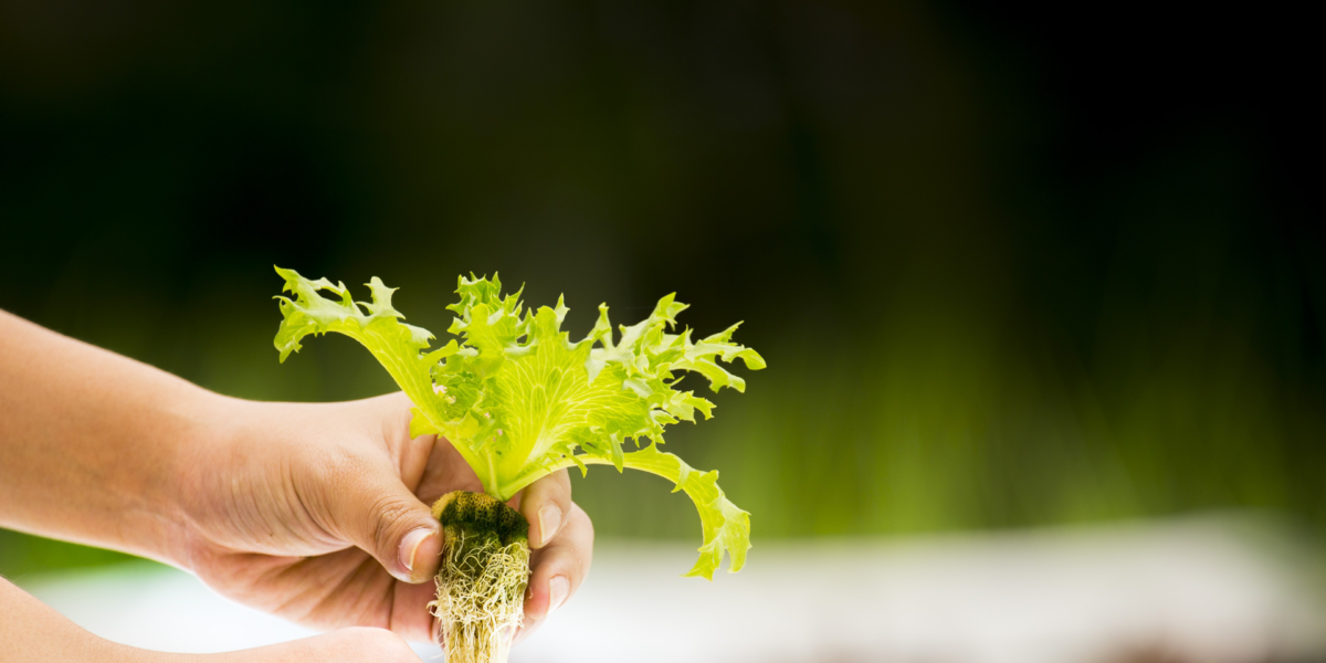 Growing plants in hydroponics