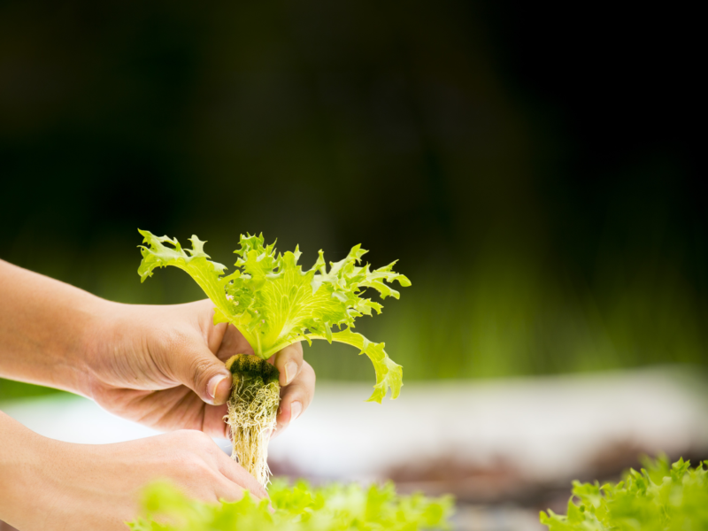 Creating a plant clone for hydroponics