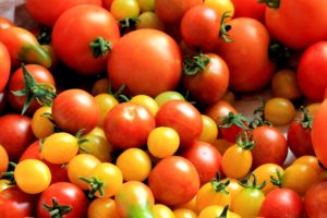 Red Tomatoes in Hydroponics