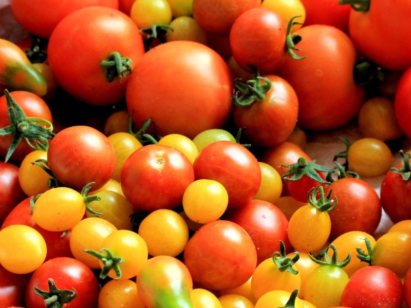 Intermediate Plants for Hydroponics