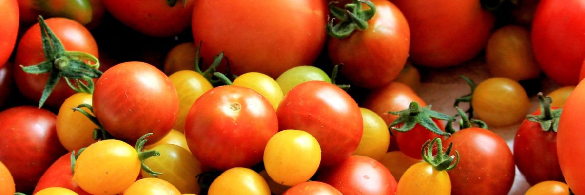 Red Tomatoes in Hydroponics