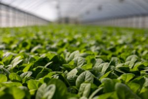 Leafy Green Vegetables in Hydroponics