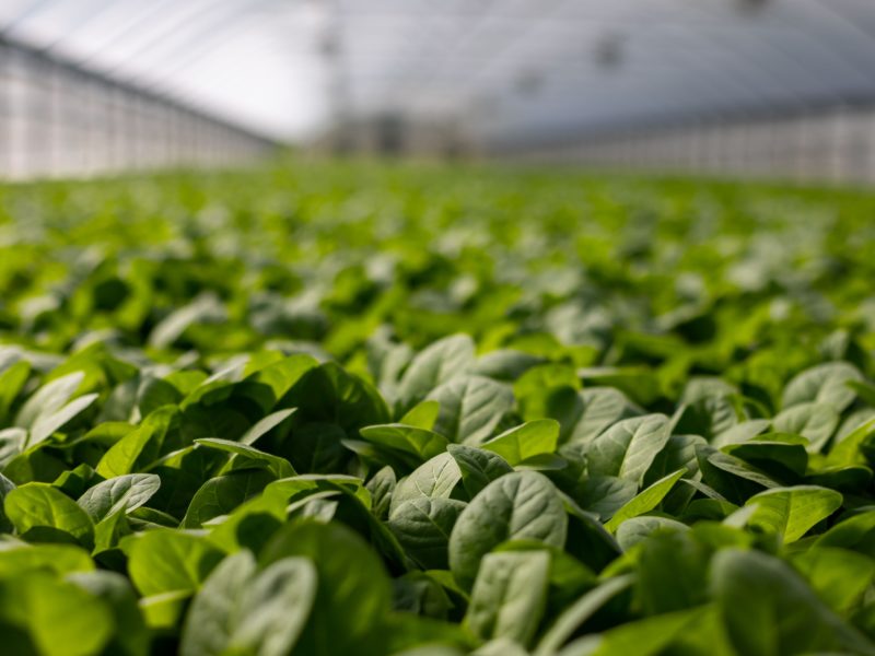 The Easiest Plants for Hydroponics