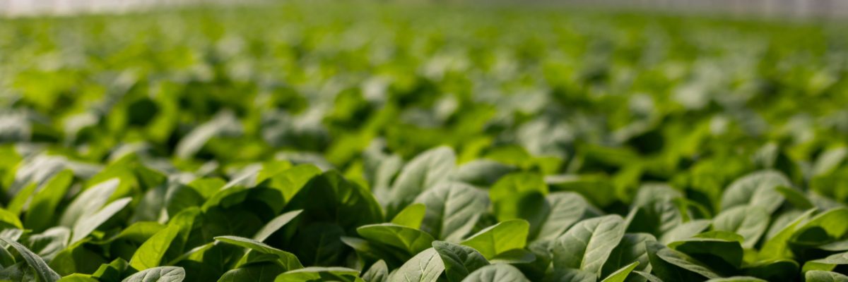 Leafy Green Vegetables in Hydroponics