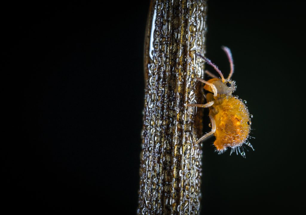 Pests in Hydroponics