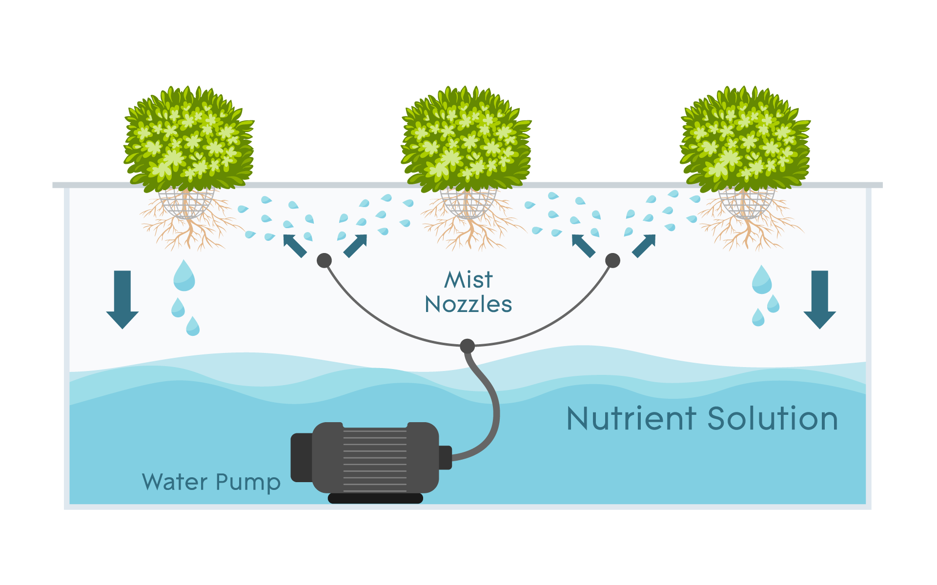 Aeroponics