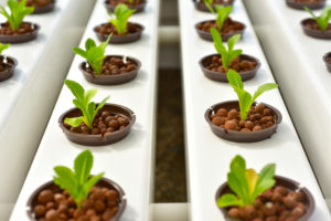 Hydroponics method of growing plants